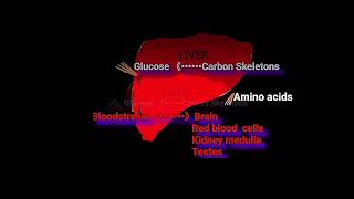 Metabolic Misconceptions About Dietary Protein Metabolism Made Easy [upl. by Skolnik]