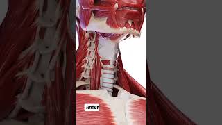 quotUnlocking the Secrets Anatomy of Anterior Neck Muscles Explainedquot medicalnotes anatomy neckpain [upl. by Nitsud]