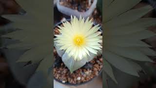 Astrophytum quadricostatum [upl. by Ddart852]