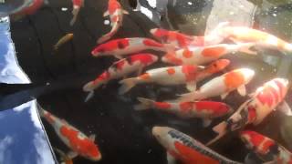 What is the Best Koi Fish Food [upl. by Sregor]