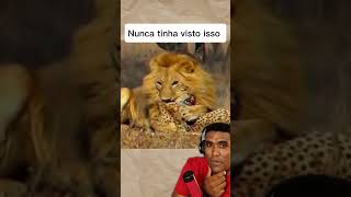 Leão come Guepardo viralvideoシ reacoes animais reaction natureza [upl. by Ahsineb]