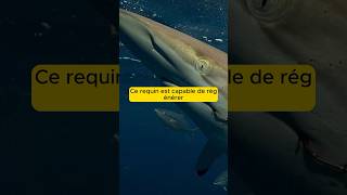 CE REQUIN PEUT RÉGÉNÉRER ses nageoires  shorts animaux documentaire [upl. by Keiryt]