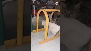 Cats Knock on My Door and Run Away – The Funniest Cat Pranks Ever 😹🚪 [upl. by Eidnar10]