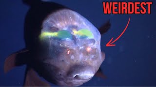 This is the most REMARKABLE Deep Sea Creature [upl. by Michell]