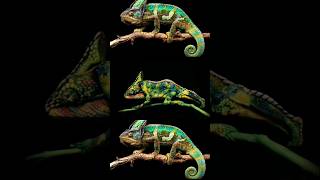 Chameleons can change there colour shorts ytshorts animals shortvideo [upl. by Yrallam]