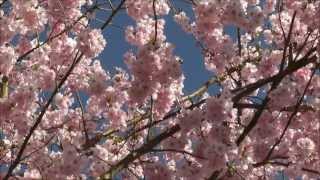 PRUNUS ACCOLADE Pink Flowering Cherry [upl. by Ahtoelc]