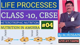 LIFE PROCESSES L04 HETEROTROPHIC NUTRITION NUTRITION IN AMOEBA [upl. by Aniras426]