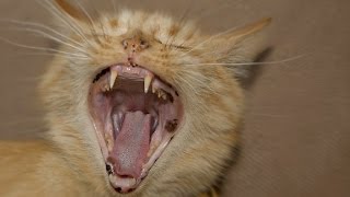 cat screaming sound effect  cat meowing non stop loud  cat scary meow [upl. by Ophelia]