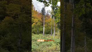 AUTUMN COMES 🍁🍁🍁 foliage viralvideo shorts autumnwalk autumn [upl. by Marlin]