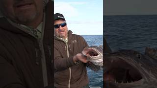 Keeper Ling Cod Caught in Yakutat Alaska with Glacier Bear Lodge fishing alaskafishing lingcod [upl. by Crisey]