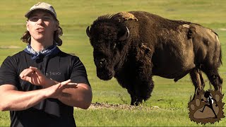 The American Bisonor Buffalo  Badlands National Park [upl. by Etnomed]