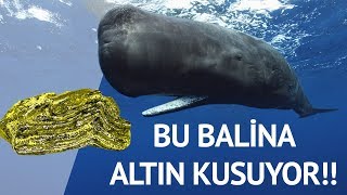 Ambergris  Servet DegÌ†erinde Balina KusmugÌ†u [upl. by Reeba490]