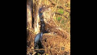 Martial Eagle tears into Helmeted Guineafowl wildlife birds kill wildlife martialeagle africa [upl. by Stets]