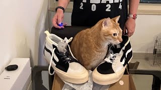 Cat helps unbox the Advisory Board Crystals x Vans Sk8 Hi EXT opposing color blocking BlackWhite [upl. by Lewse]