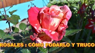 Cómo y cuando podar un rosal y truco [upl. by Rosaleen]