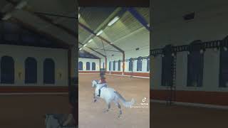 Knappe kwpn’s wedstrijd dagje zz edit sso ssc riding horse cute starstableonline [upl. by Sset315]