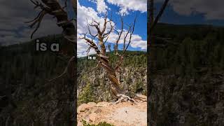 Bristlecone Pine Natures Timeless Guardian facts funfacts [upl. by Pantin]