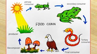 Food Chain System easy drawing  How to draw food chain easily  Food chain science project [upl. by Lerraj]