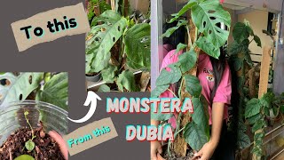 Monstera Dubia fenestrate and cutting  Nepali edition  Nepali gardener  plants monstera [upl. by Sherill]