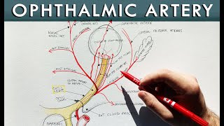 Ophthalmic artery and its branches  Anatomy tutorial [upl. by Llednew]