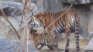 Tiger Nachwuchs im Tierpark Berlin 23 11 [upl. by Mailiw]