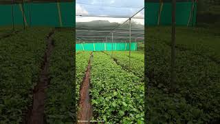 Lal chandan plants And Agarwood plant nursery farming plants best song edit youtube [upl. by Hailee]