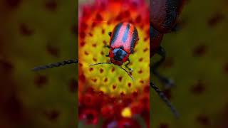 Red and black beetle trending cuteanimals [upl. by Emerson]