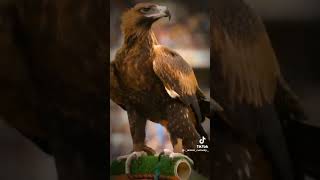 Bald Eagle vs Golden Eagle [upl. by Dugan]