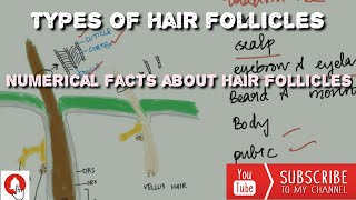 Types of Hair follicles [upl. by Eiliah]