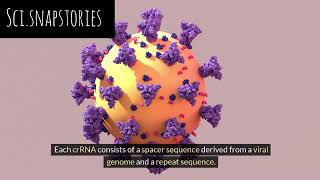 CRISPR cas9 mechanism [upl. by Tace]