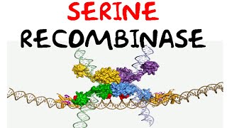 Serine recombinase [upl. by Aretak]