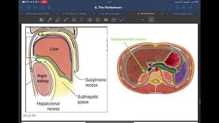 Anatomy L7 C1 The peritoneum P2 [upl. by Iphigenia856]