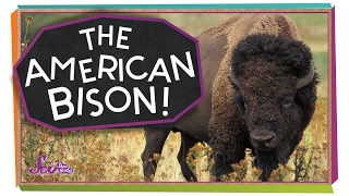 Meet the American Bison [upl. by Esinal]