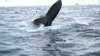 Sea Safari Andenes Amazingly many killer whales humpback and fin whales hunting on herring [upl. by Adila]