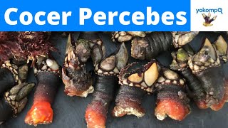 Cómo cocer Percebes Gallegos [upl. by Hgierb]