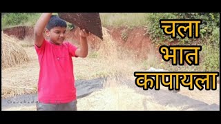 भात कापणीची लगबग  rise harvesting  शेतातल जेवण [upl. by Oivlis]