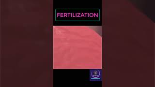 Fertilization Process shorts pregnancy youtubeshorts [upl. by Arah560]