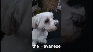 Why you should own a Havanese dog [upl. by Eniamej]