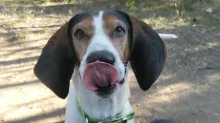 Treeing Walker Coonhound Jax Barking [upl. by Hesther445]