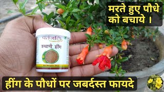 हींग के पौधों पर चमत्कारी फायदे  पौधों को मारने से बचाये  Magical effect of Hing on Plants हींग [upl. by Paulette993]