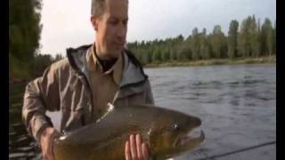 Extremely nice trout catched in Sweden Klarälven Forshaga [upl. by Wimsatt]