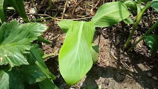 131 Banany z nasion musa balbisiana ensete glaucum musa yunnanensis [upl. by Reivilo661]