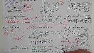 eSVT La réaction immunitaire adaptative ou acquise  la RIA [upl. by Goodrow574]