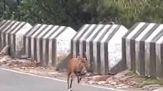 Indian Muntjac Barking Deer comes out in Lockdown [upl. by Indihar]