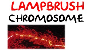 Lampbrush chromosomes [upl. by Yluj]