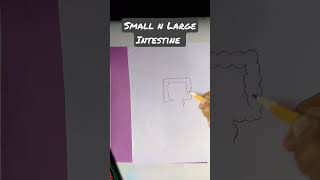 small n large intestine drawing intestinediagram easydrawings internalorgans [upl. by Lesiram]