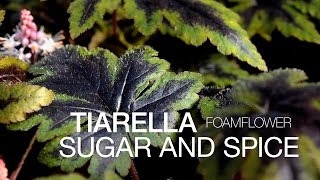 The Easy Tiarella Sugar and Spice at ParkSeedcom [upl. by Nol]