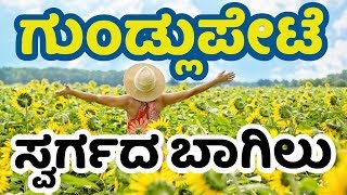 Gundlupet  ಗುಂಡ್ಲುಪೇಟೆ  Gundlupete Flower  Gundlupete Tourist Places  Gundlupete News [upl. by Sumer]