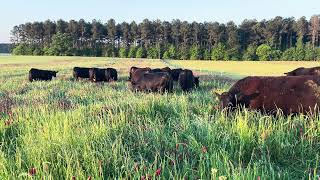 Cattle grazing clover grass mixture [upl. by Armin566]