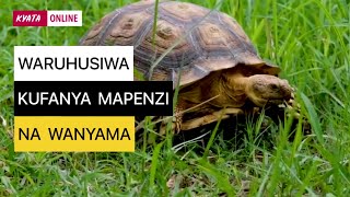 WARUHUSIWA KUFANYA MAPENZI NA WANYAMA [upl. by Palmira]